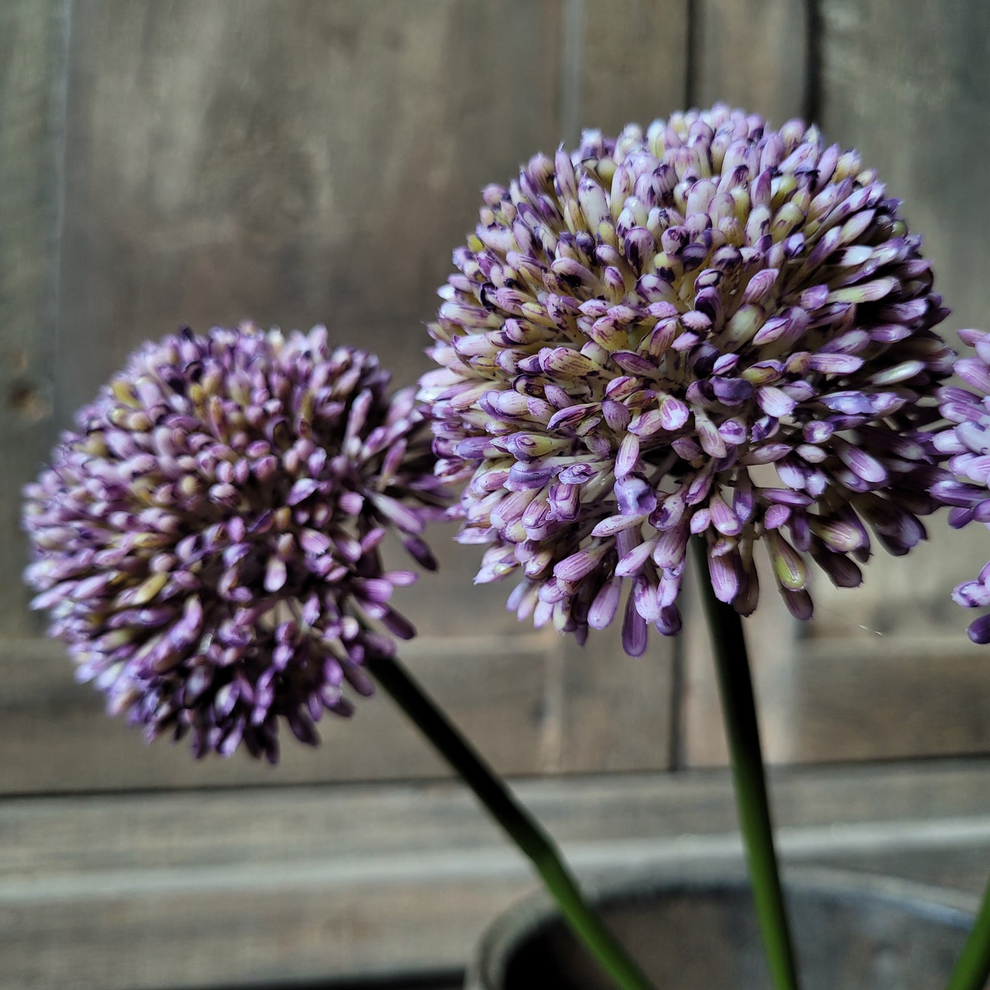 Kunst allium bol 3 stuks 43cm
