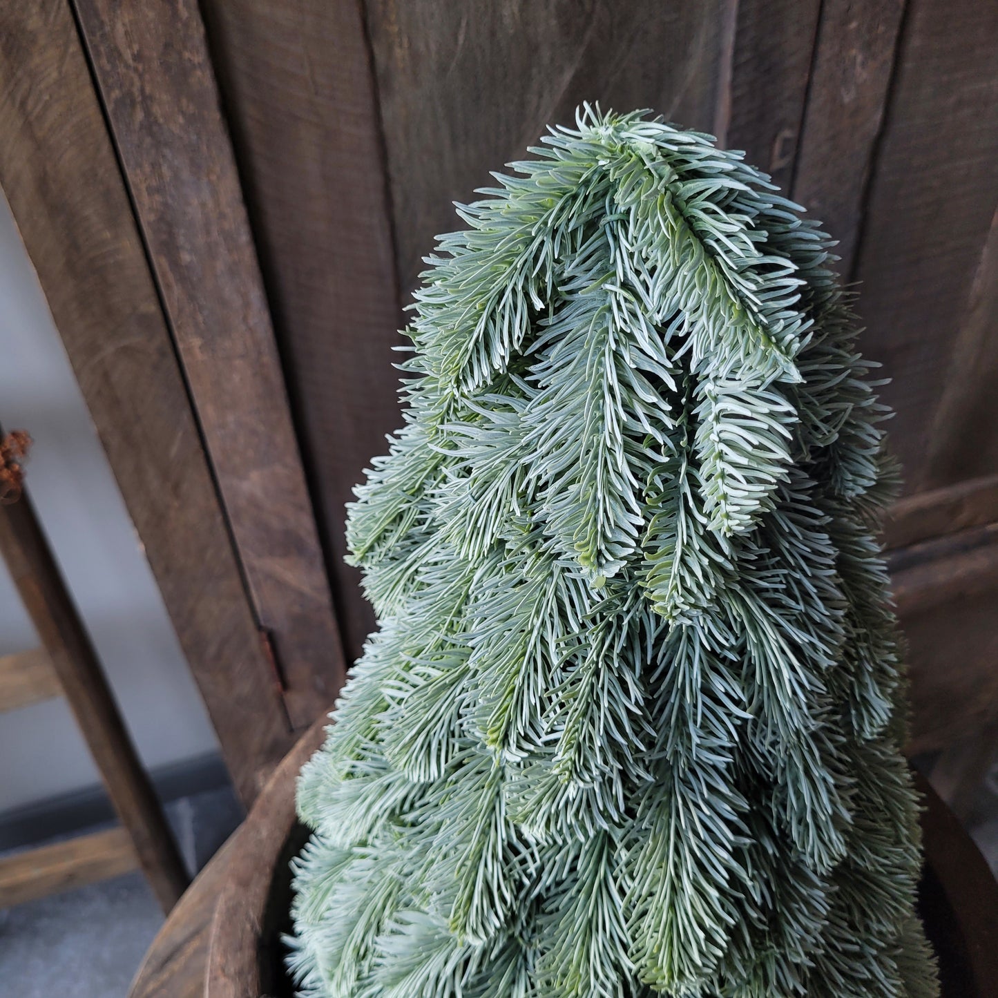 Kunst nobilis boompje Brynxz M