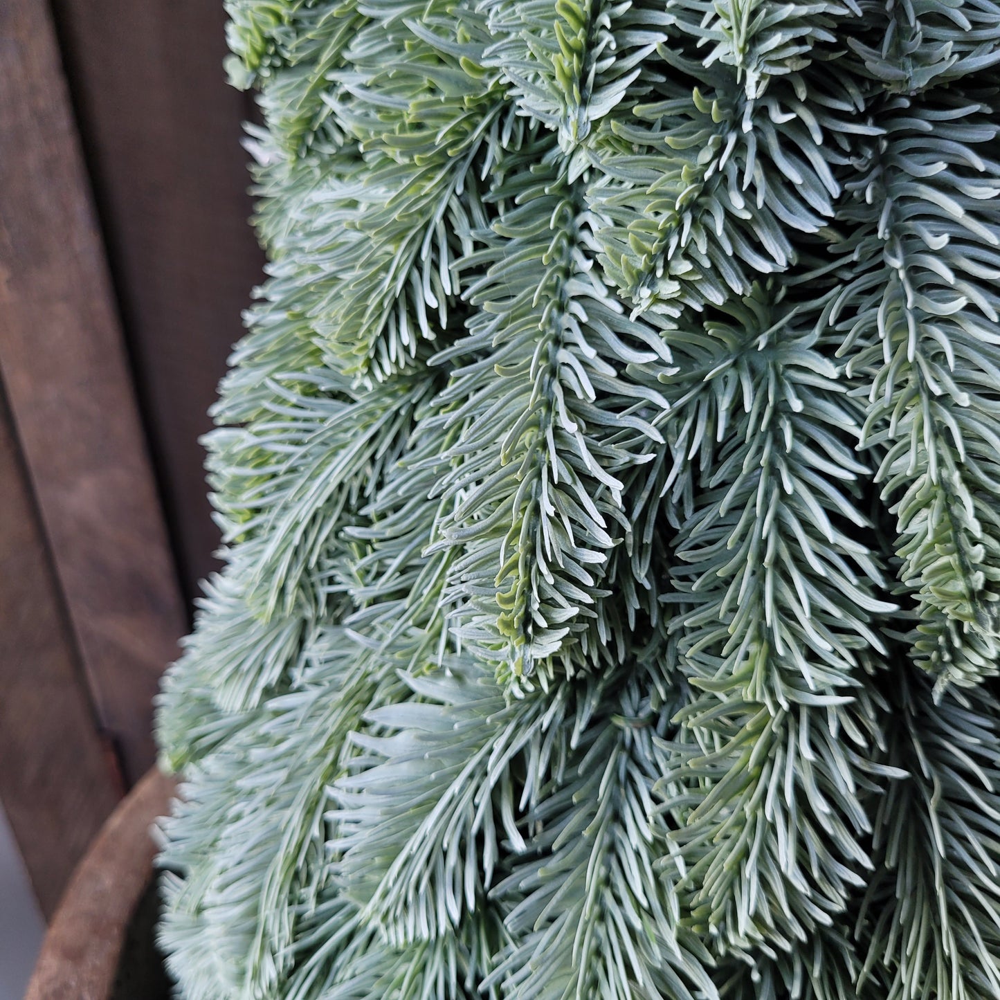 Kunst nobilis boompje Brynxz M