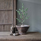 Kunst Kerstboom pinus | incl. verlichting 80cm